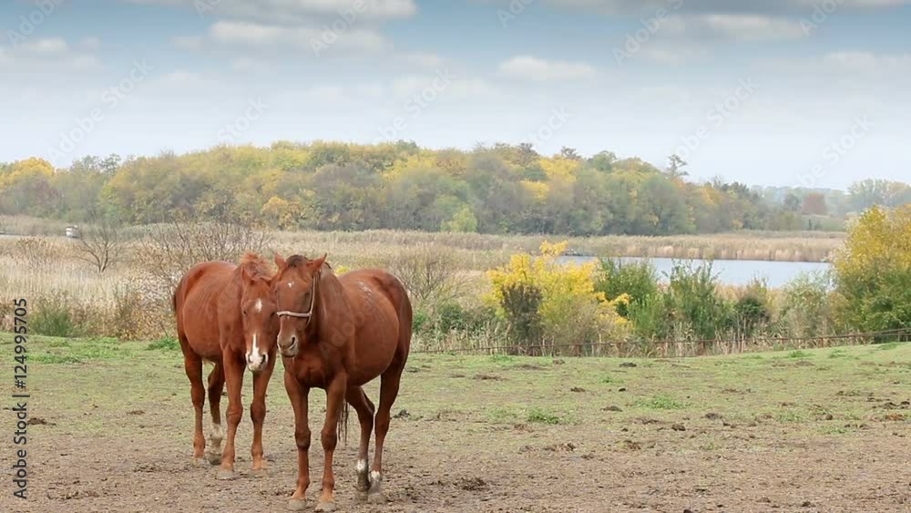 Two brown horses on pasture autumn season Two brown horses on pasture autumn season