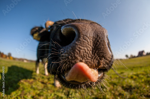 Krowa © blackspeed