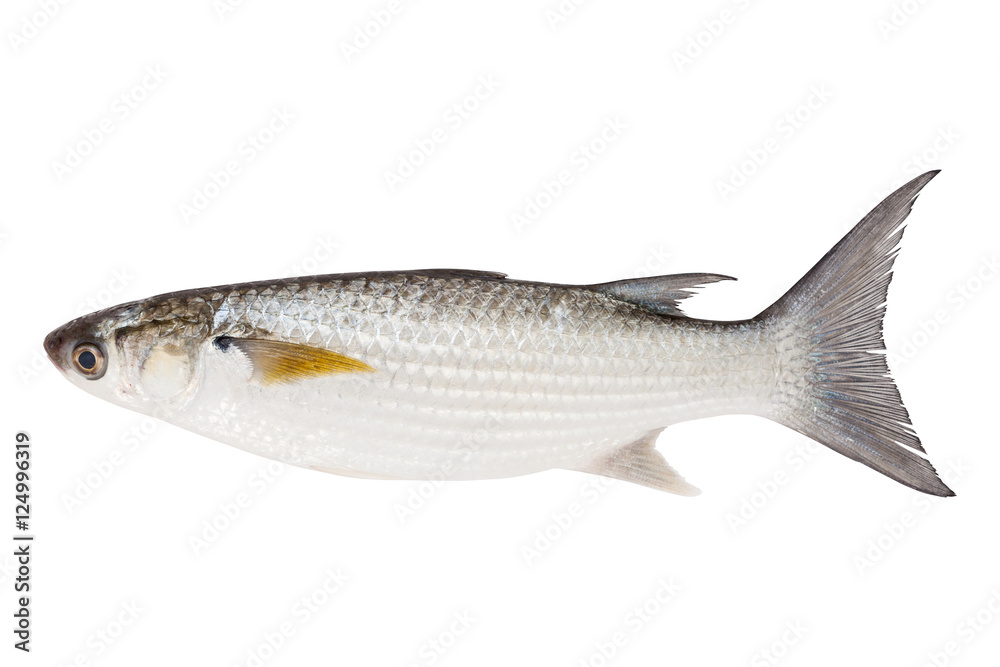 Grey Mullet or flathead mullet fish (Mugil cephalus) isolated on Grey Mullet or flathead mullet fish (Mugil cephalus) isolated on