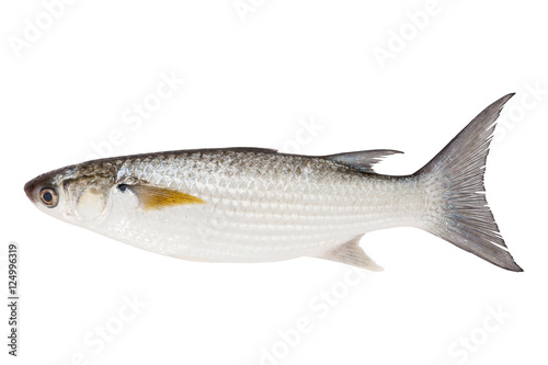 Grey Mullet or flathead mullet fish (Mugil cephalus) isolated on photo
