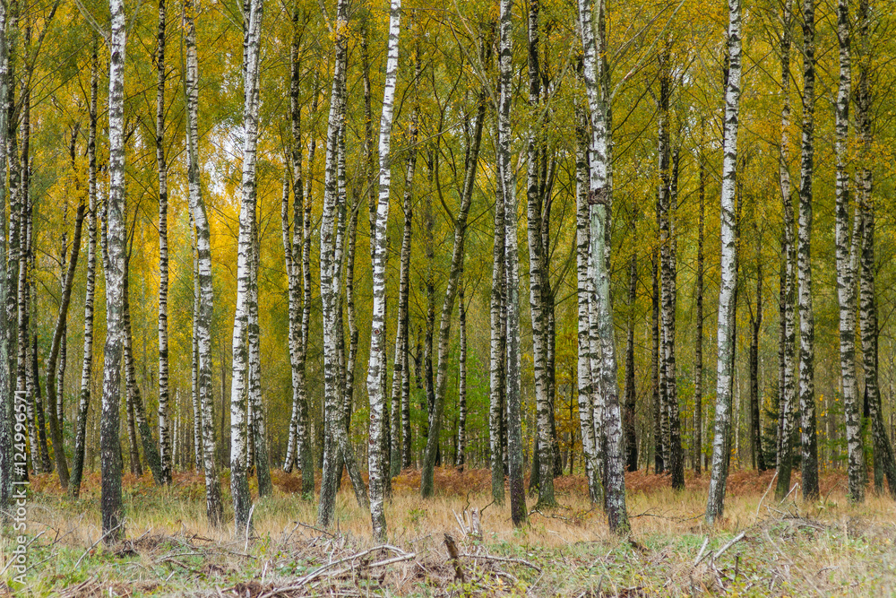 Fototapeta premium Unga björkstammar i höstfärger