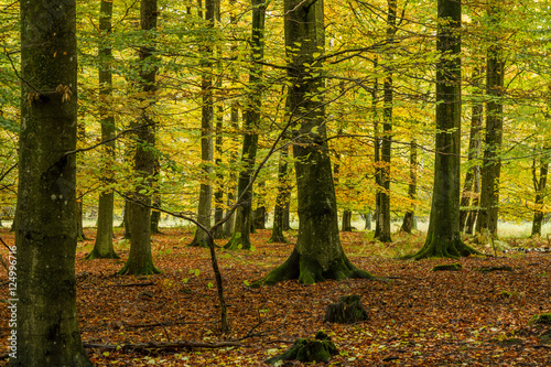 Trädstammar i bokskog i höstfärger