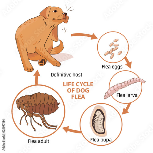 Fototapeta Naklejka Na Ścianę i Meble -  Life Cycle Of Dog Flea. Vector Illustration. Infection. The Spread Of Infection. Diseases, Fleas Animals. Fleas Life Cycle. Stages Of Development. Veterinary Medicine. Sick Dog.