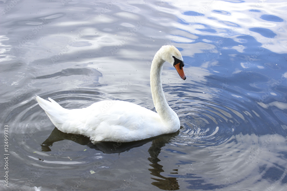 Swimming Swan Swimming Swan