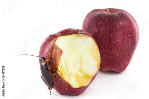 cockroach eating a red apple isolated on white background