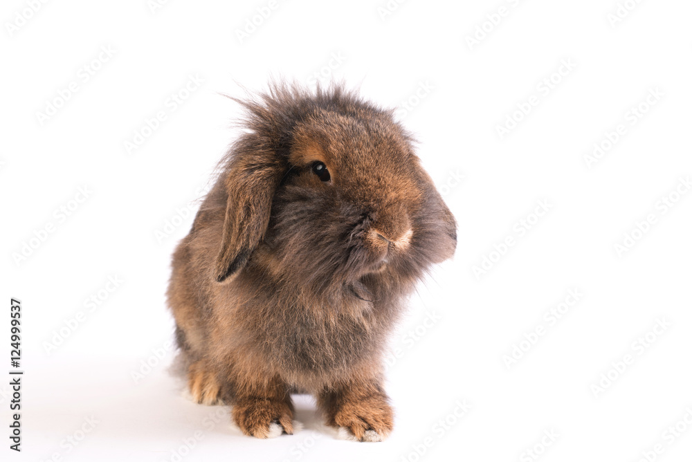 Brown French Lop rabbit isolated on white Brown French Lop rabbit isolated on white