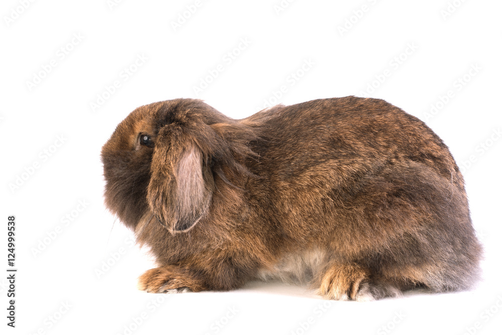 Fototapeta premium Brown French Lop rabbit isolated on white