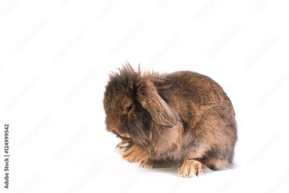Brown French Lop rabbit isolated on white Brown French Lop rabbit isolated on white