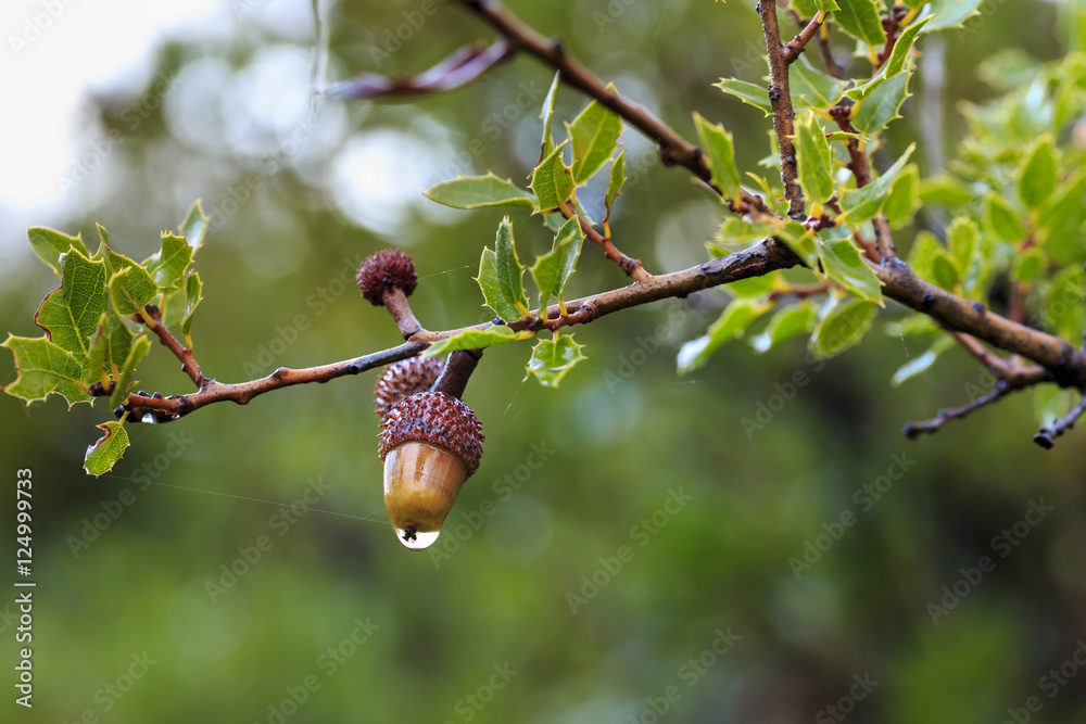 Obraz premium Branch of kermes oak on rainy day, with spiny evergreen leaves and a colorful acorn with crimson cupule. Wild fruits.