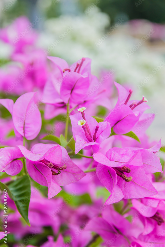 Bougainvillea flowers beautiful purple Bougainvillea flowers beautiful purple