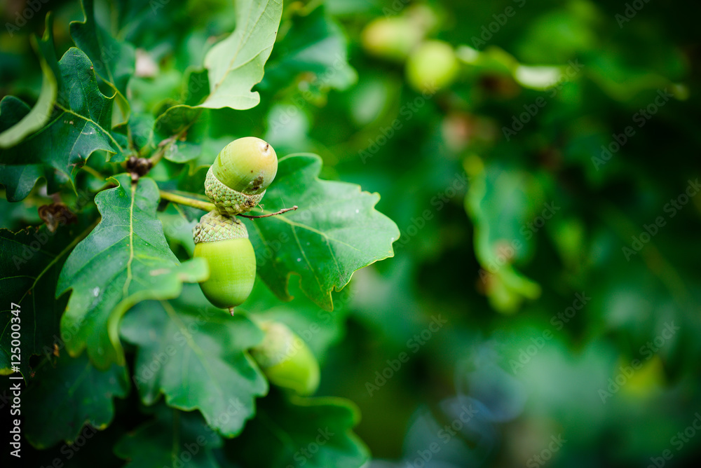 Oak branch with green leaves and acorns on a sunny day. Oak tree in summer. Blurred leaf background. Closeup. Oak branch with green leaves and acorns on a sunny day. Oak tree in summer. Blurred leaf background. Closeup.
