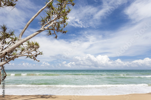Fototapeta Naklejka Na Ścianę i Meble -  tree on Tropical beach,beautiful scenery background for summer.