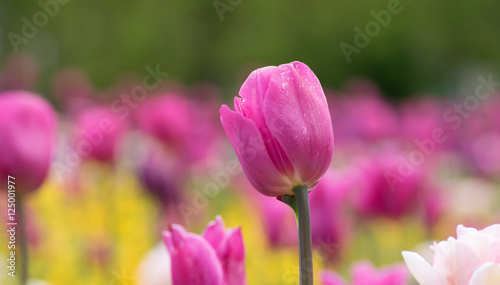 Single Tulip