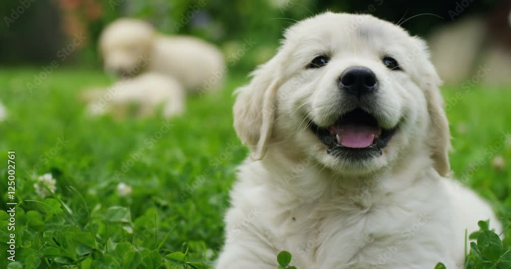 In a sunny day there puppies Golden Retriever play with each other running in the grass in slow motion