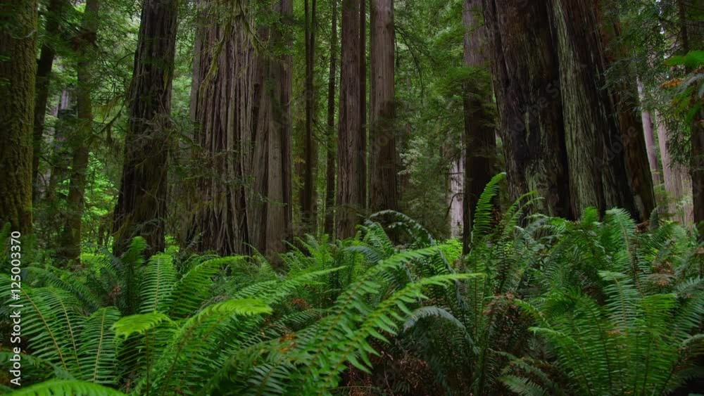 Forest Time Lapse with Ferns and Redwood Trees Forest Time Lapse with Ferns and Redwood Trees