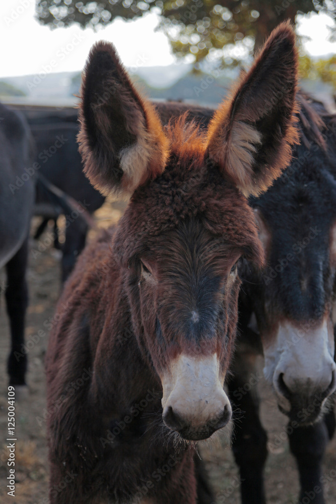 baby donkeys baby donkeys
