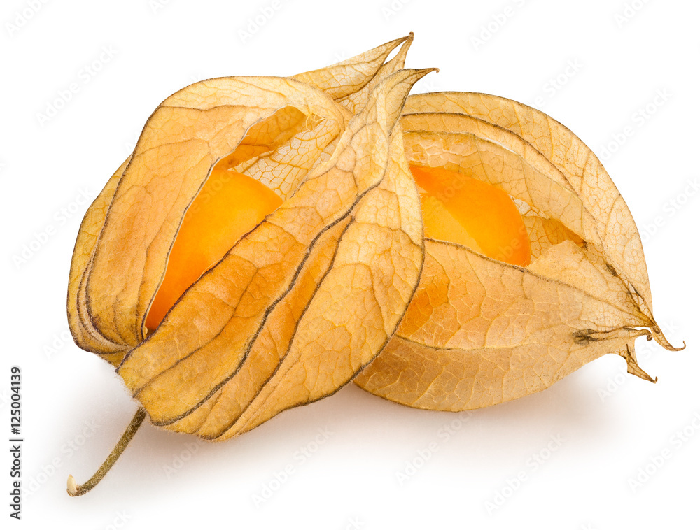 physalis physalis