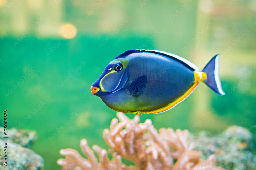 Fototapeta premium Fish