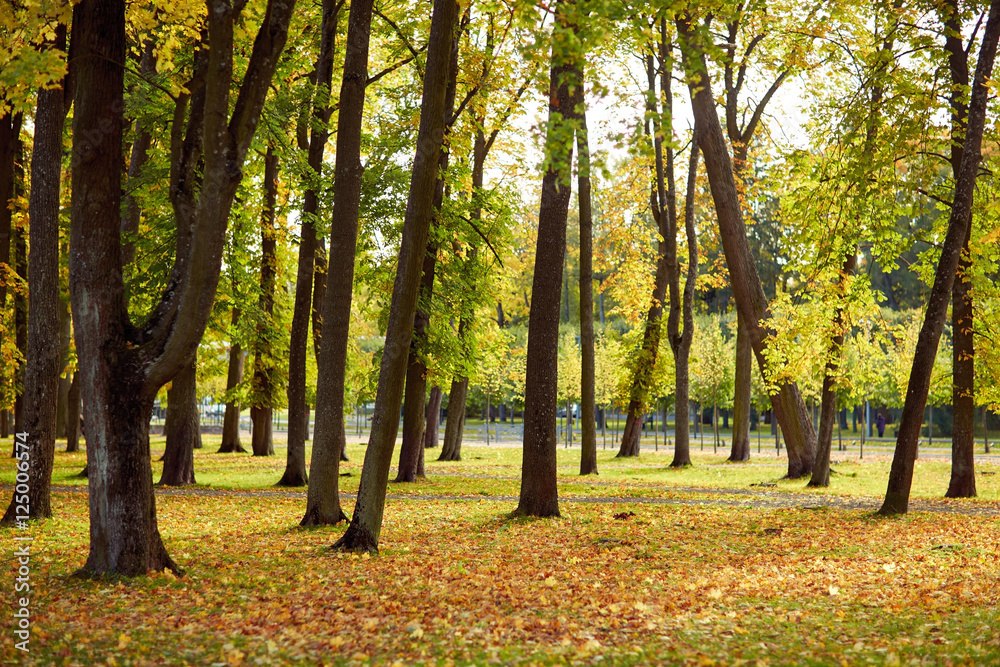 autumn trees in city park