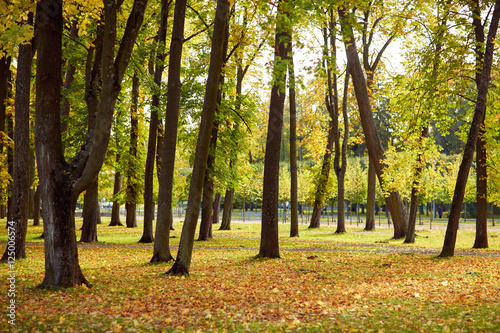 autumn trees in city park