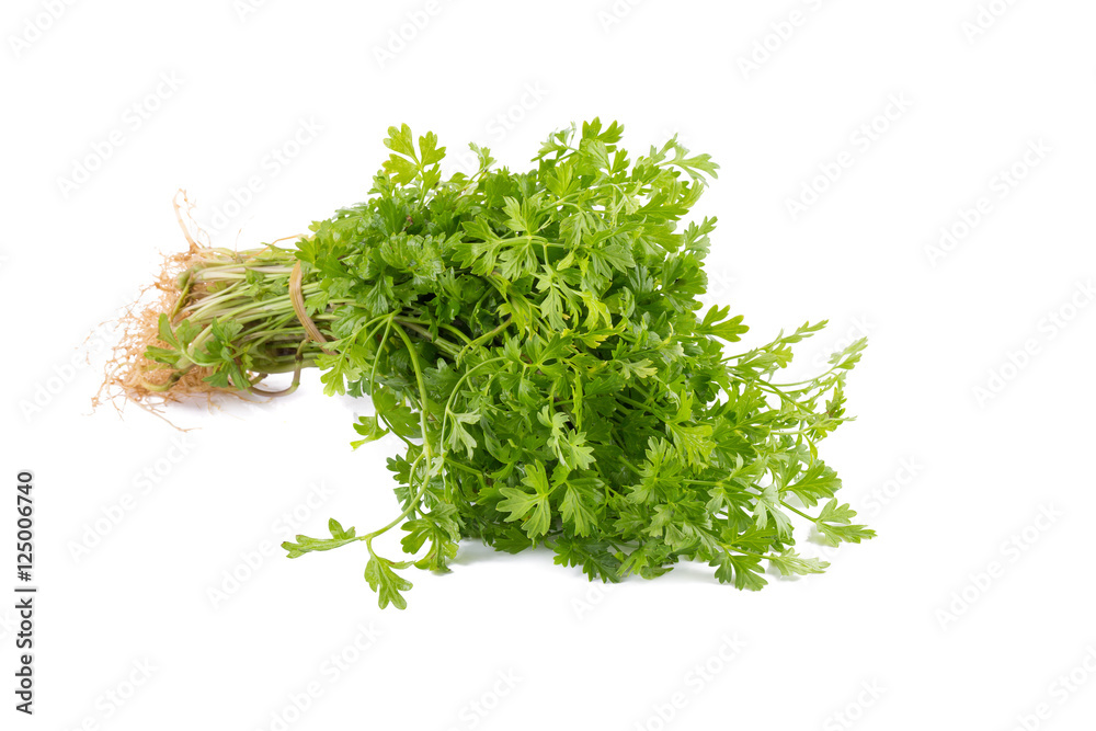 Bunch of fresh coriander leaves over white background. Bunch of fresh coriander leaves over white background.