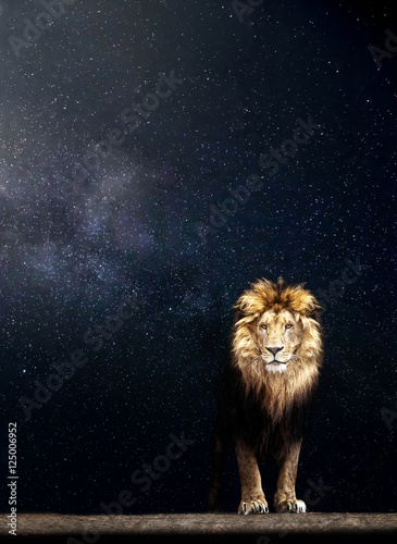 Portrait of a Beautiful lion, lion in the starry night © Baranov