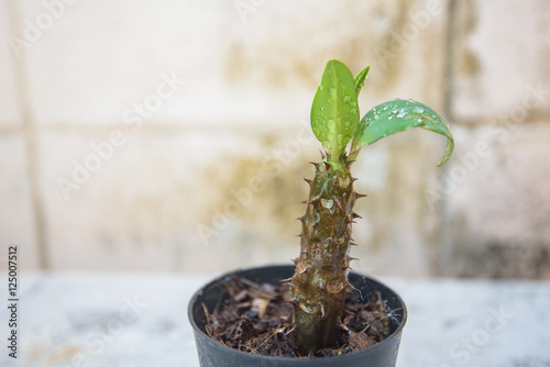 Fototapeta Naklejka Na Ścianę i Meble -  Euphorbia milii young plant in back pot