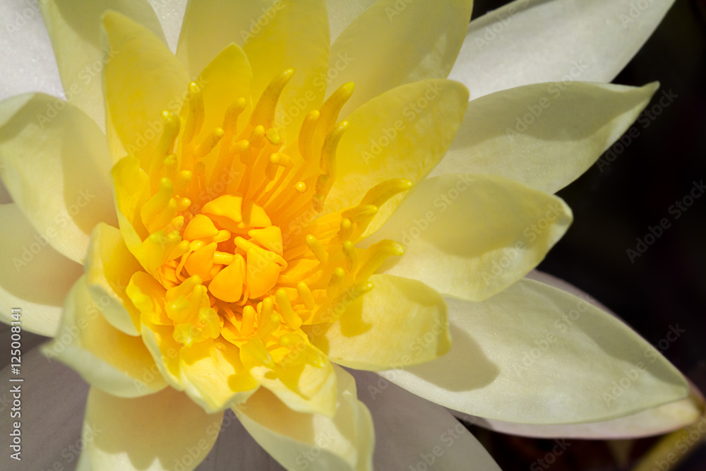 Fototapeta premium water lilly flower