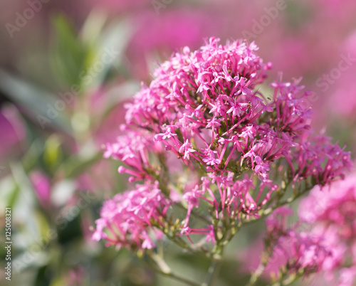 Small purple flowers