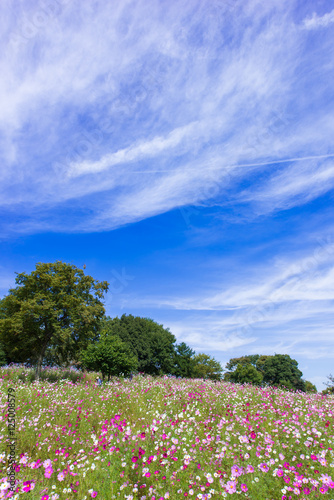 Wallpaper Mural 秋桜 Torontodigital.ca
