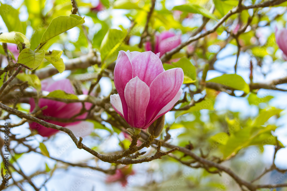 The flowers of magnolia x soulangeana, saucer magnolia