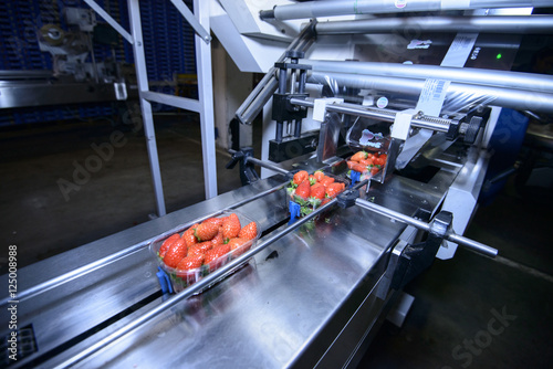 Strawberries on conveyor belt on packing line