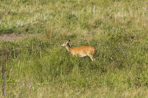 Fototapeta Naklejka Na Ścianę i Meble -  Deer In The Black Hills