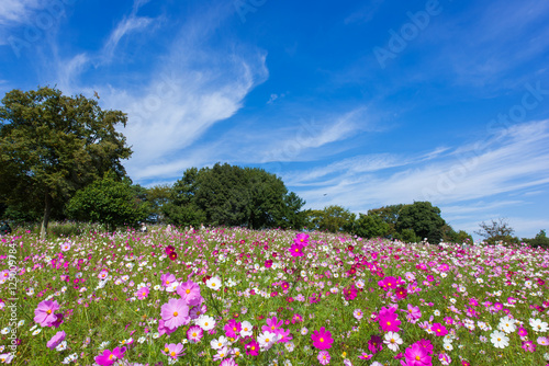 Wallpaper Mural 日本の花畑 Torontodigital.ca