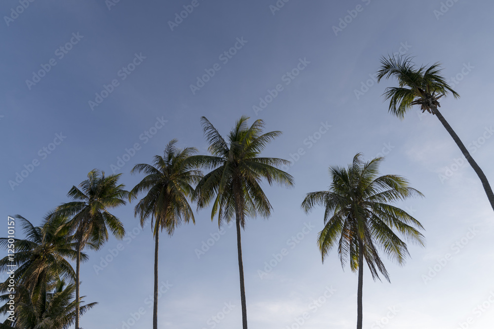 coconut tree tropical on blue sky background evening