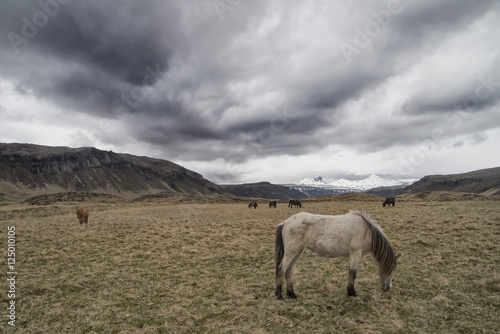 Island Pferde vor Bergen © Thomas Oser