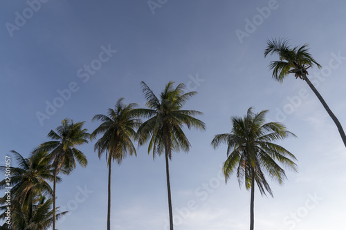 coconut tree tropical on blue sky background evening