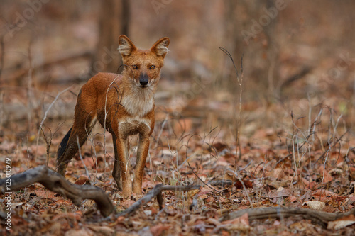 Canvas Print Indian wild dog pose in the nature habitat, very rare animal, dhoul, dhole, red