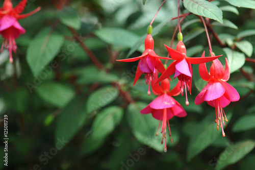 Hanging fuchsia flowers in shades of pink