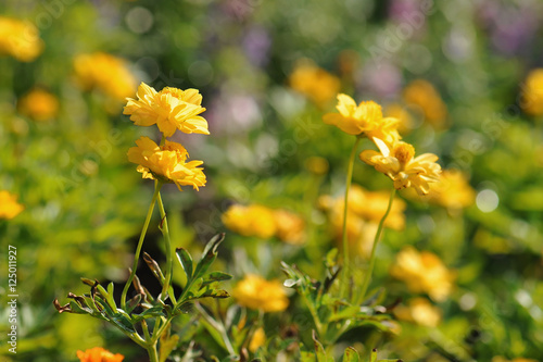 Beautiful zinnia flowers in the sunlight