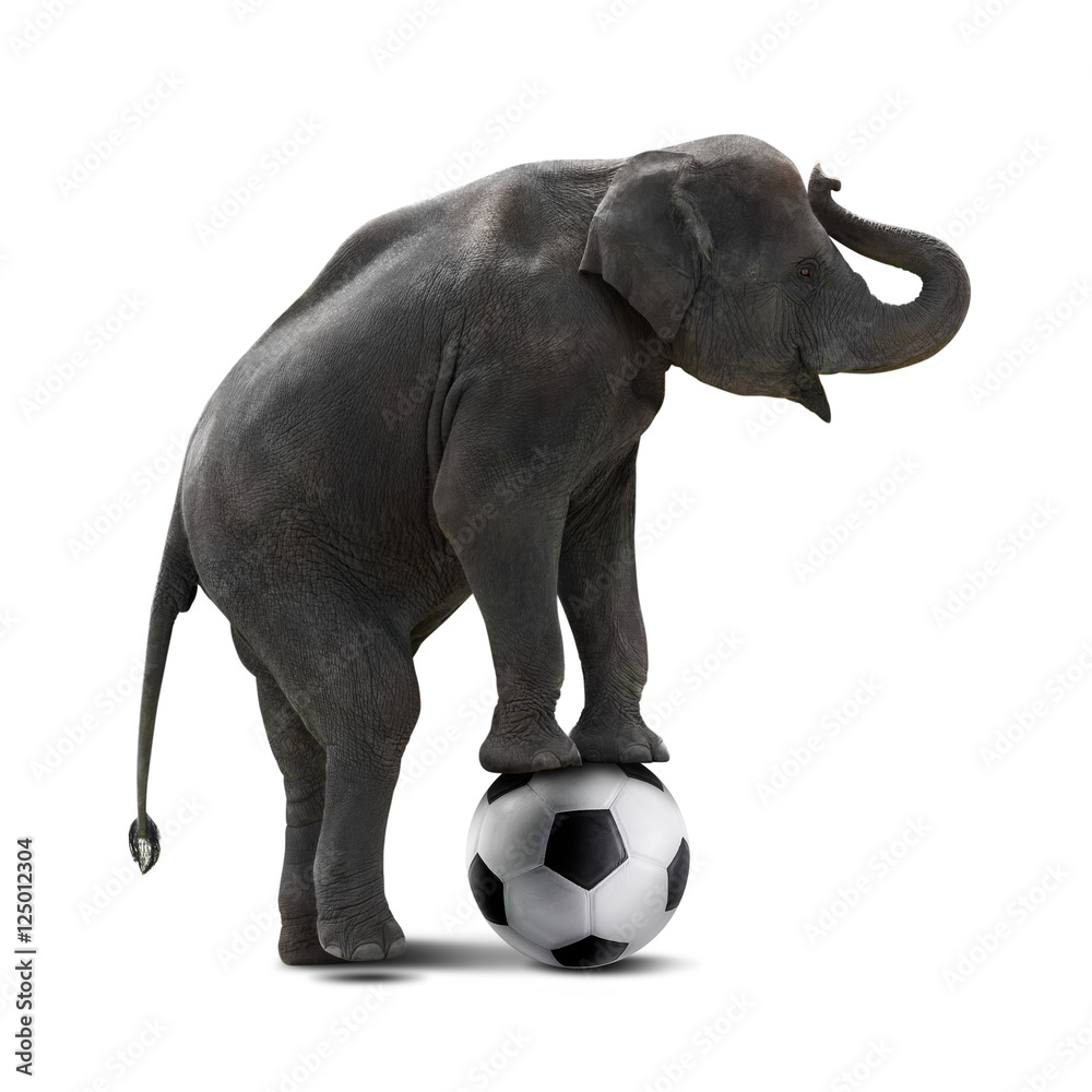 Fototapeta premium Elephant playing soccer
