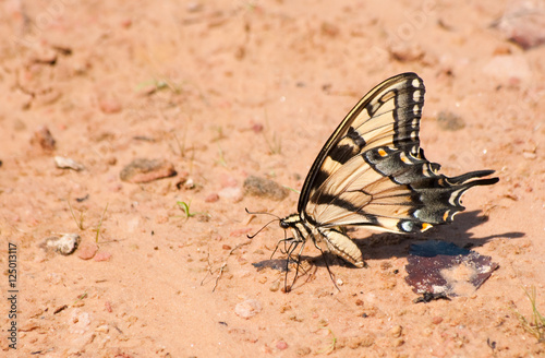 Beautiful Eastern Tiger Swallowtail feeding on a natural beach looking for minerals