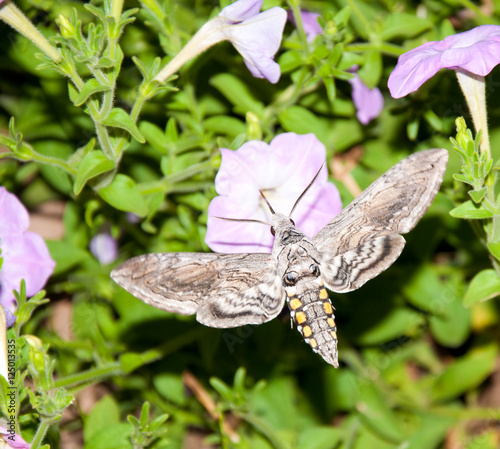 Tomato Hornworm Moth feeding in flight photo