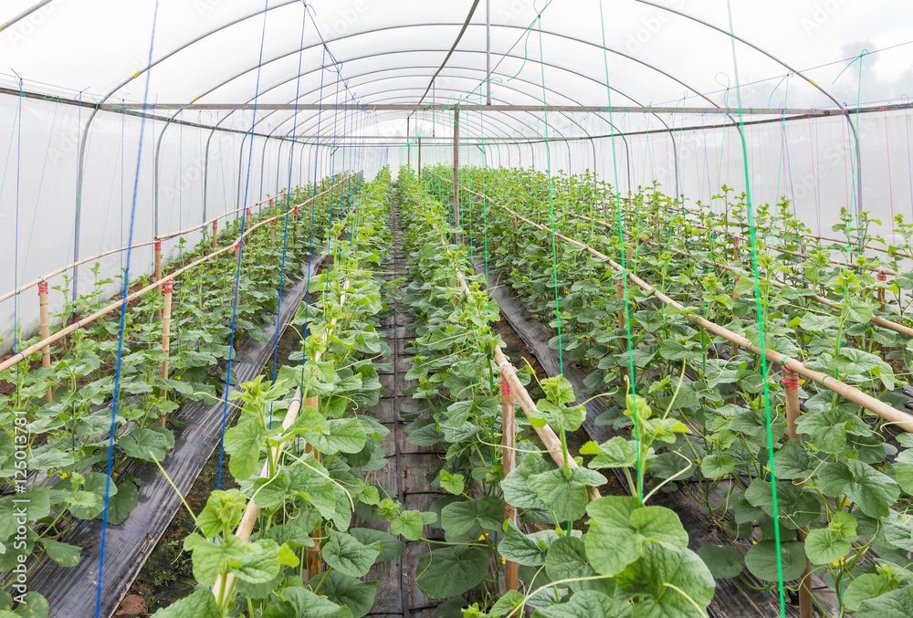 Φωτογραφία young sprout of japanness melons or green melons or cantaloupe melons plants growing in greenhouse supported by string melon nets
