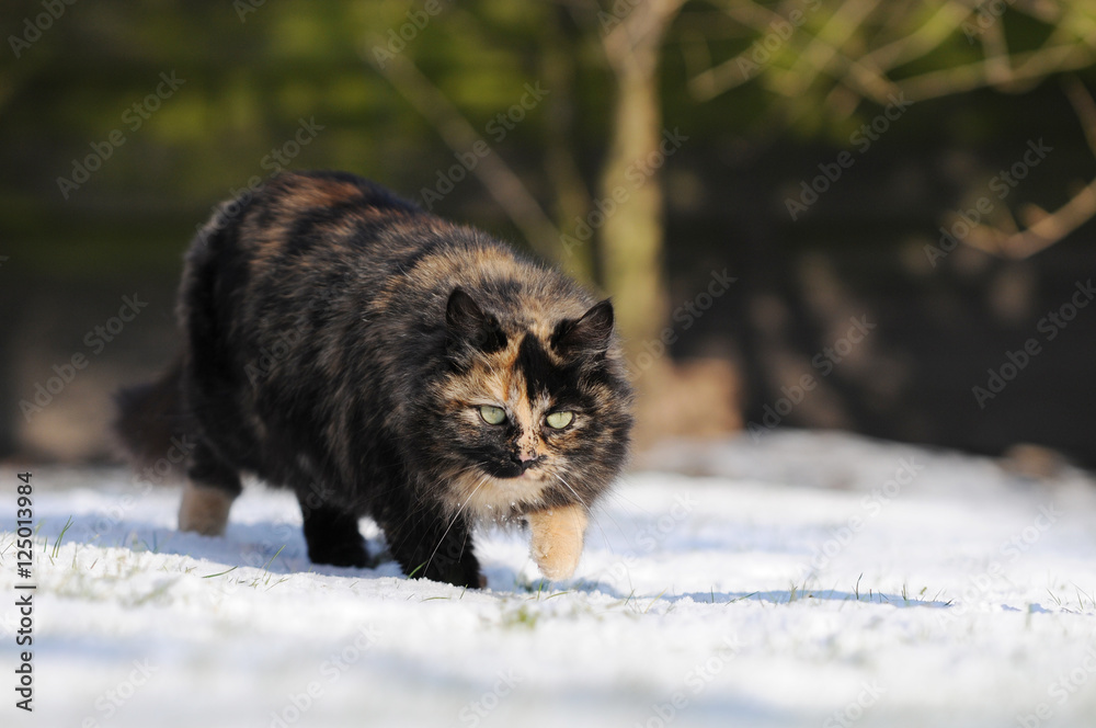cat running in the snow