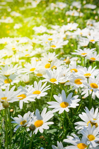 Fototapeta Naklejka Na Ścianę i Meble -  field of daisy flowers