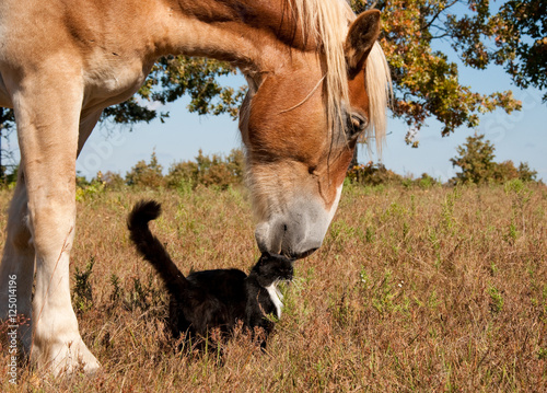 Friends come in all sizes and colors - a small black and white cat and his huge blond Belgian Draft horse friend