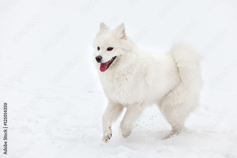 Fototapeta premium white Samoyed dog walks through the snow