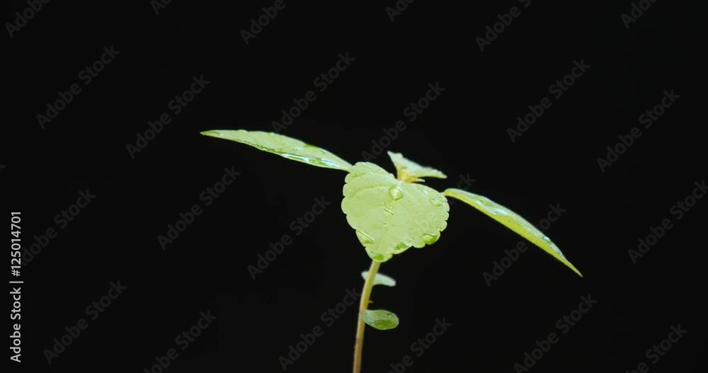 Spining Green sprout on black background
Spining Green sprout on black background