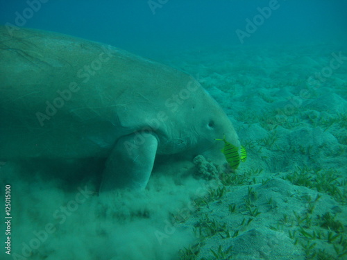 Seekuh   Dugong